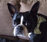 Doggie Bow Tie - Frolic